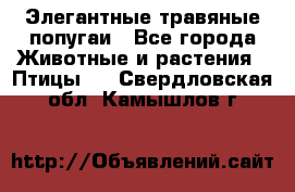 Элегантные травяные попугаи - Все города Животные и растения » Птицы   . Свердловская обл.,Камышлов г.